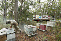 Christopher Brown, 41 years old, at an apiary in a forest of eucalyptus. Christopher continues to send packages of bees in March to Canada. He goes down with an eight-person team and buys bees from the beekeepers of Tasmania after the season, when the Aethina Tumida beetle is not present. This work last three weeks and losses during the shipping can be in the neighborhood of 10%, often when the pilot forgets to turn off the heating in the cargo hold.///Christopher Brown, 41 ans sur un rucher dans une forêt d’eucalyptus. Christopher continue d’envoyer des paquets d’abeilles en mars vers le Canada. Il descend avec une équipe de huit personnes et achète aux apiculteurs de Tasmania leurs abeilles après la saison ou le coléoptère Aethina Tumida n’est pas présent. Ce travail dure pendant trois semaines et les pertes pendant le transport par avion avoisinent les 10 %, souvent quand le pilote oublie d’enlever le chauffage dans la soute cargo.