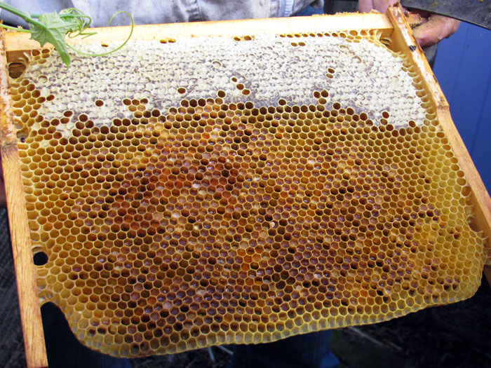 beekeeping-course03