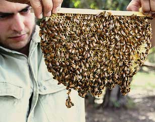 Natural Beekeeping Australia Tim Malfroy and Warre Frame