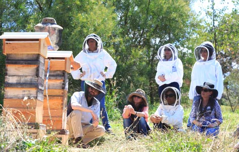 Natural Beekeeping Courses Malfroy