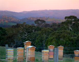 Natural Beekeeping Australia About Us