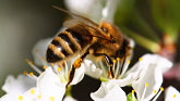 Go to Natural Beekeeping Australia Help the Bees