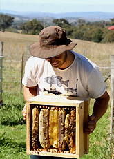 Natural Beekeeping Australia Tim with Full Warre Box