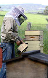 Natural Beekeeping Australia Warré Beekeeping
