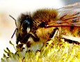 Natural Beekeping Australia Gallery